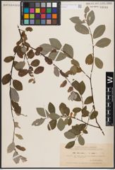 Foto von Salix caprea L. x Salix repens L.